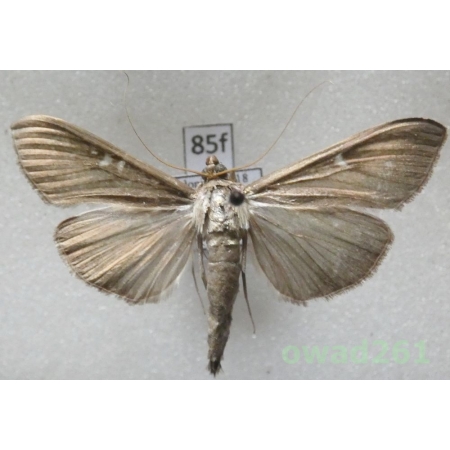 Cydalima perspectalis (Walker, 1859) form Poland85f